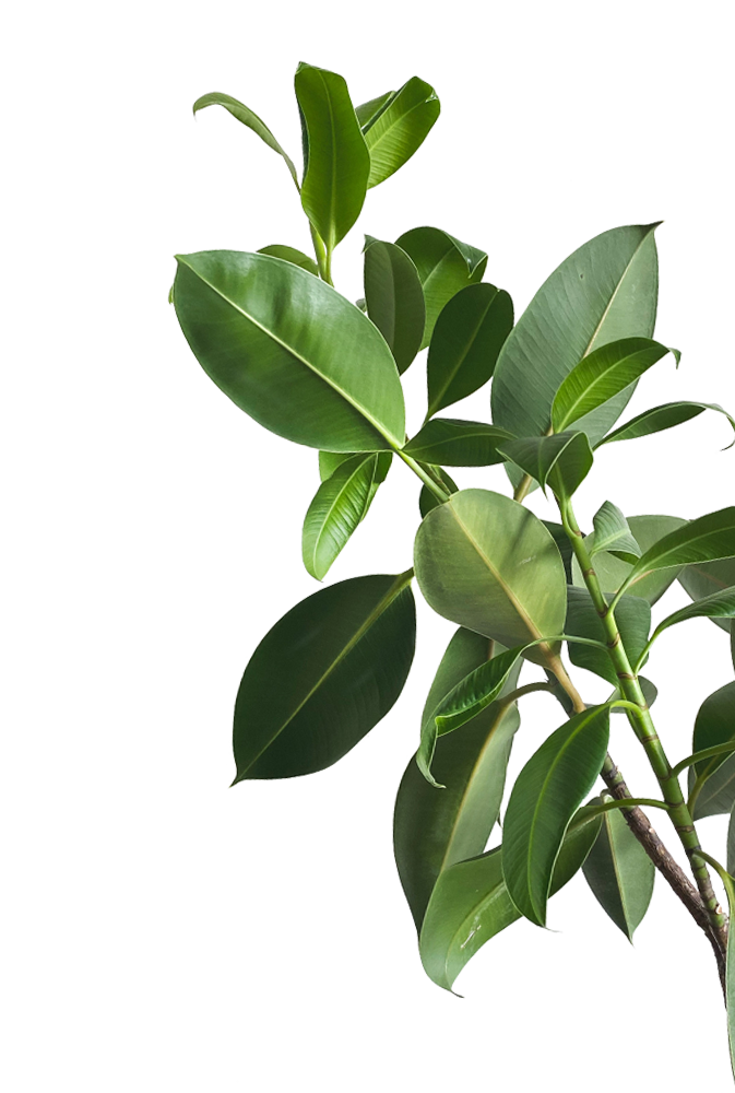 Home Stonemont Village